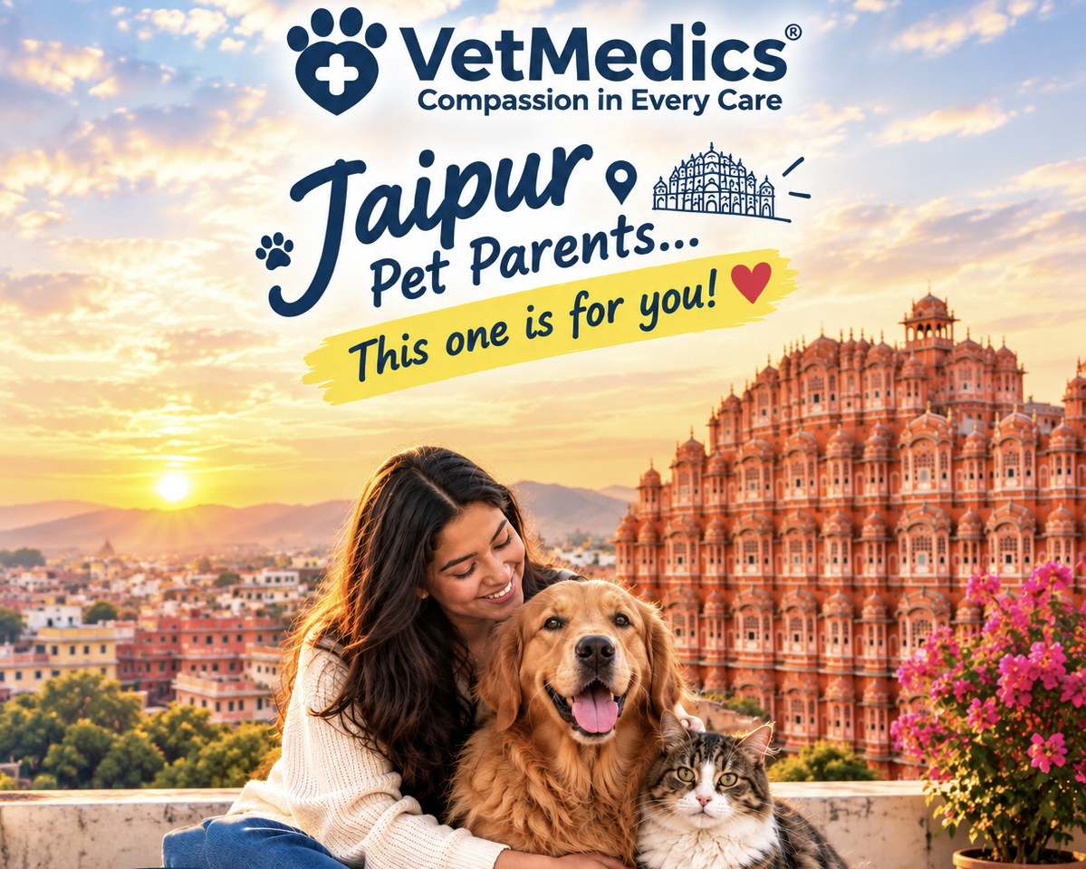 Vetmedics Gallery