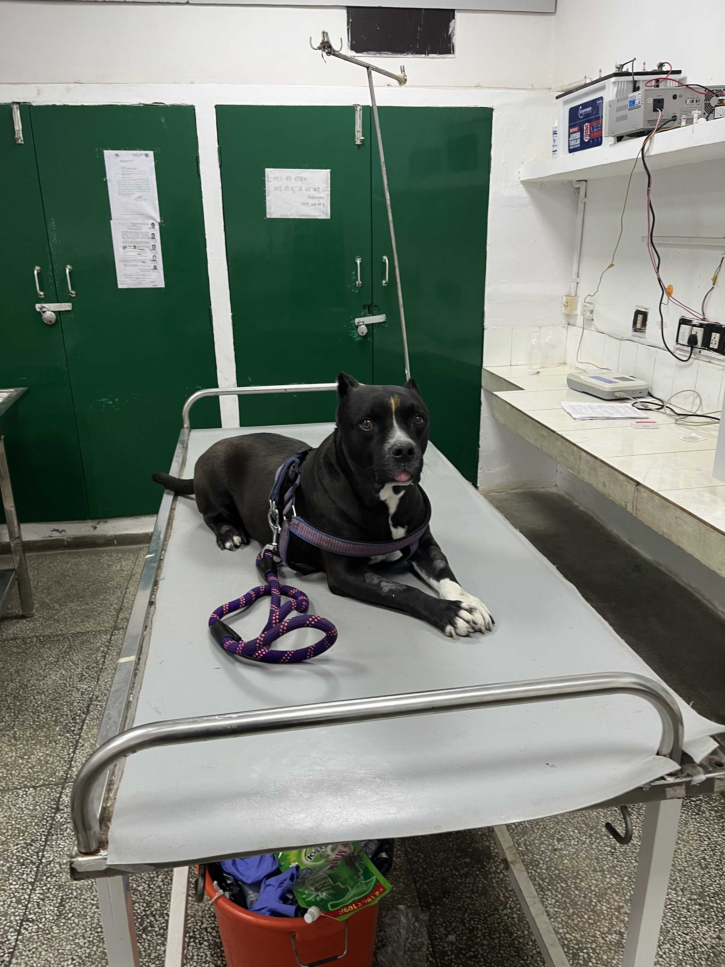 Vetmedics Gallery